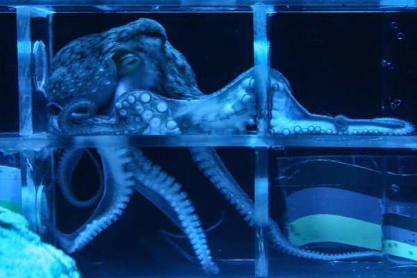 Kraken market