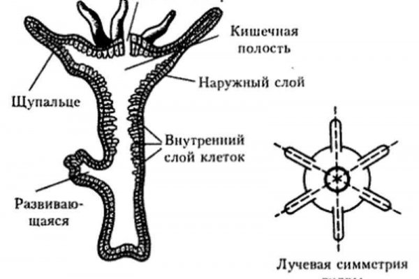 Впн чтобы зайти на кракен